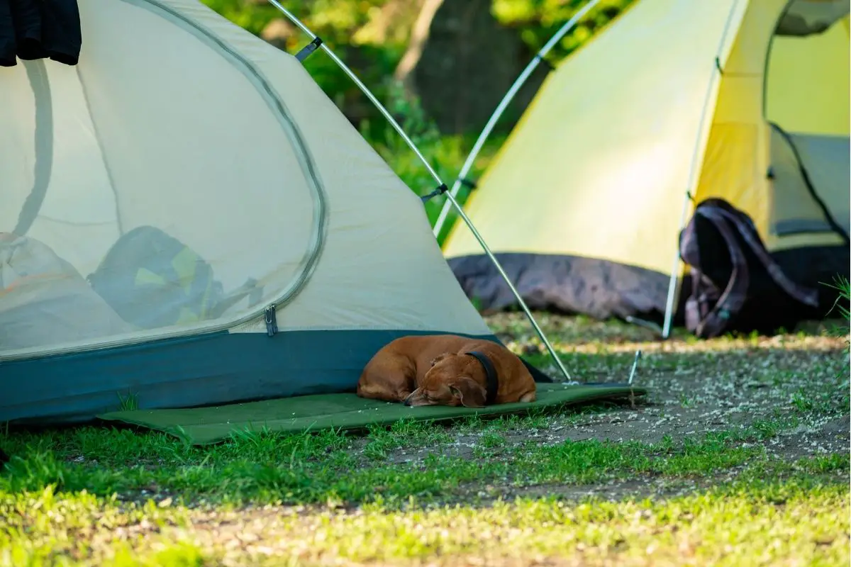 tent carpets